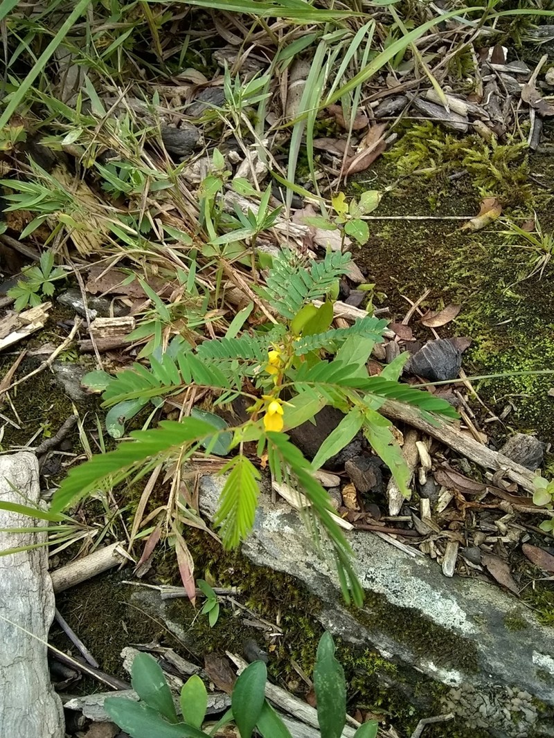 Sensitive Partridge Pea photo 2