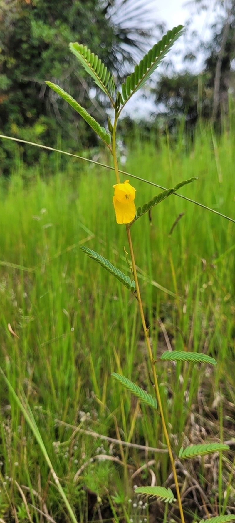 Sensitive Partridge Pea photo 3