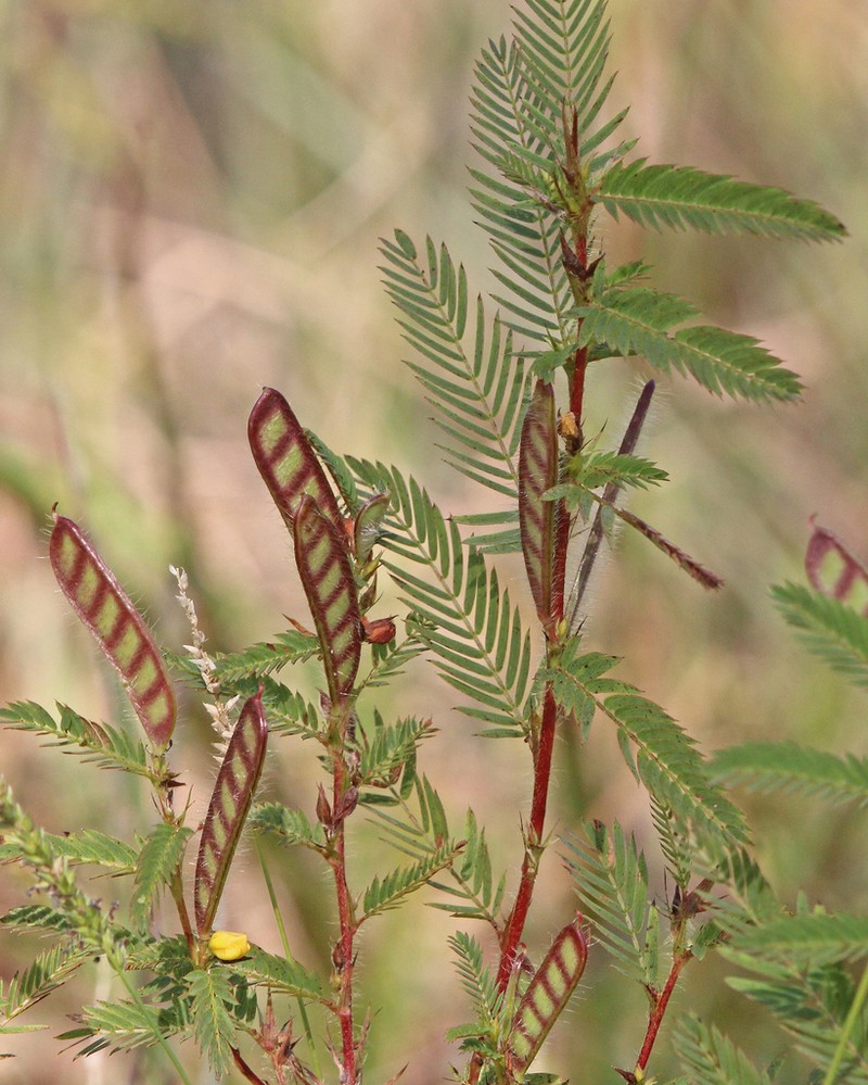 Sensitive Partridge Pea photo 4
