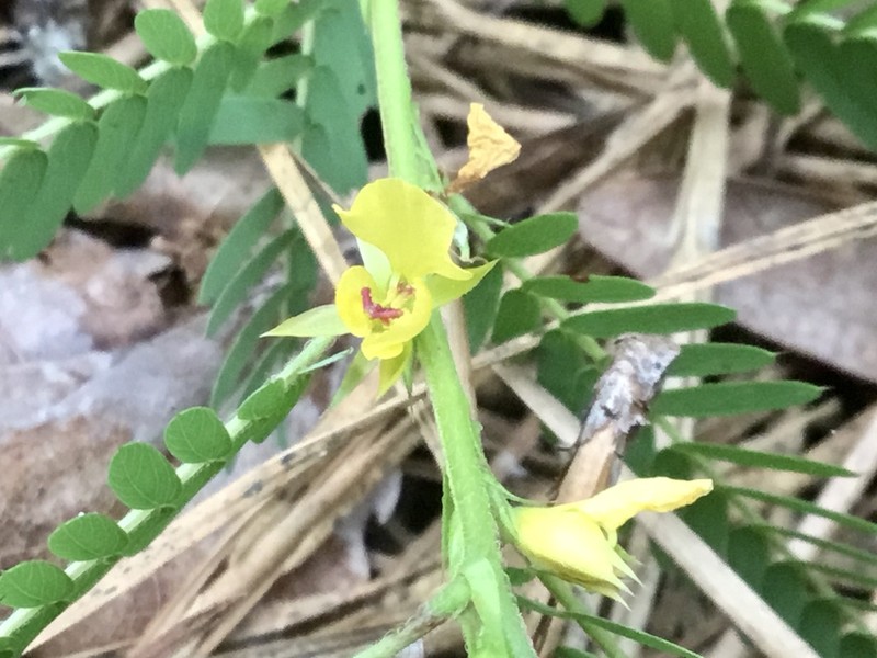 Sensitive Partridge Pea photo 5