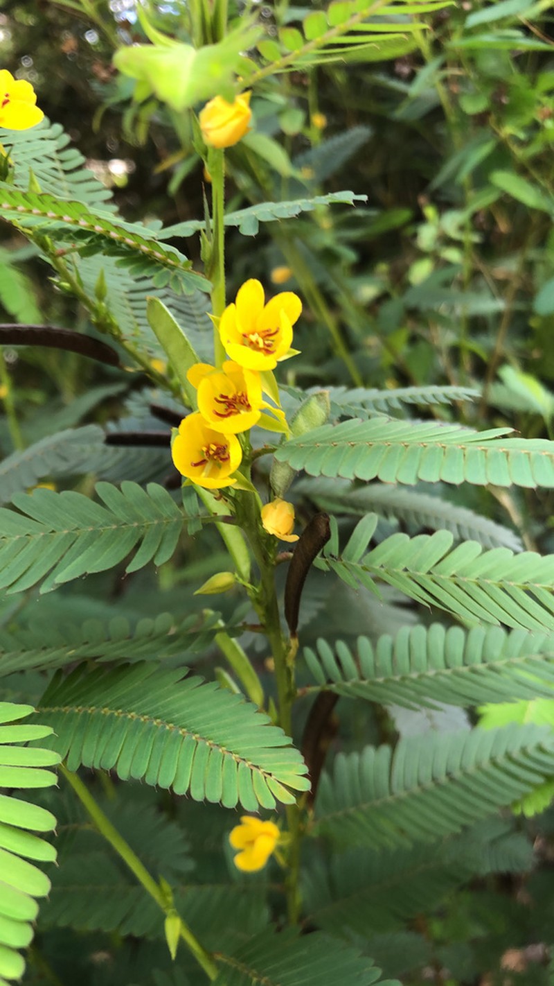 Sensitive Partridge Pea photo 6