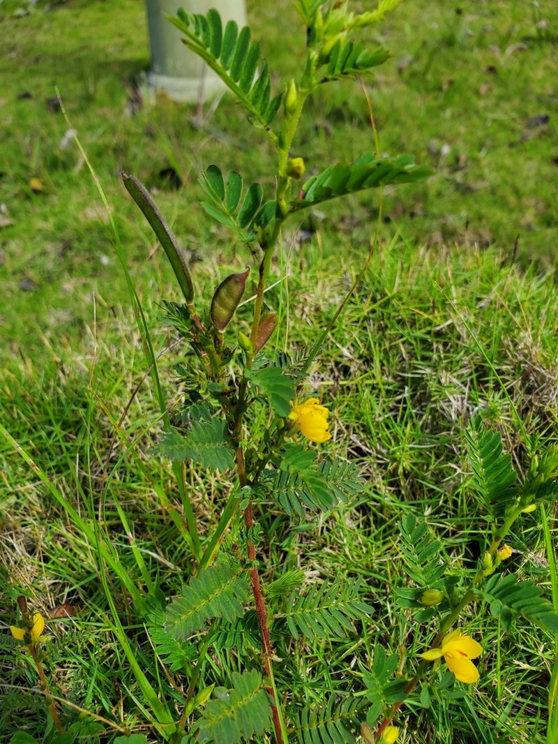 Sensitive Partridge Pea photo 7