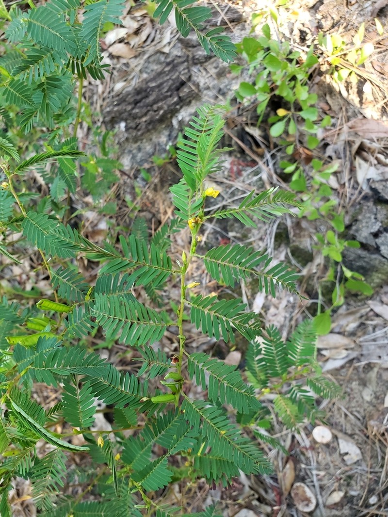 Sensitive Partridge Pea photo 8