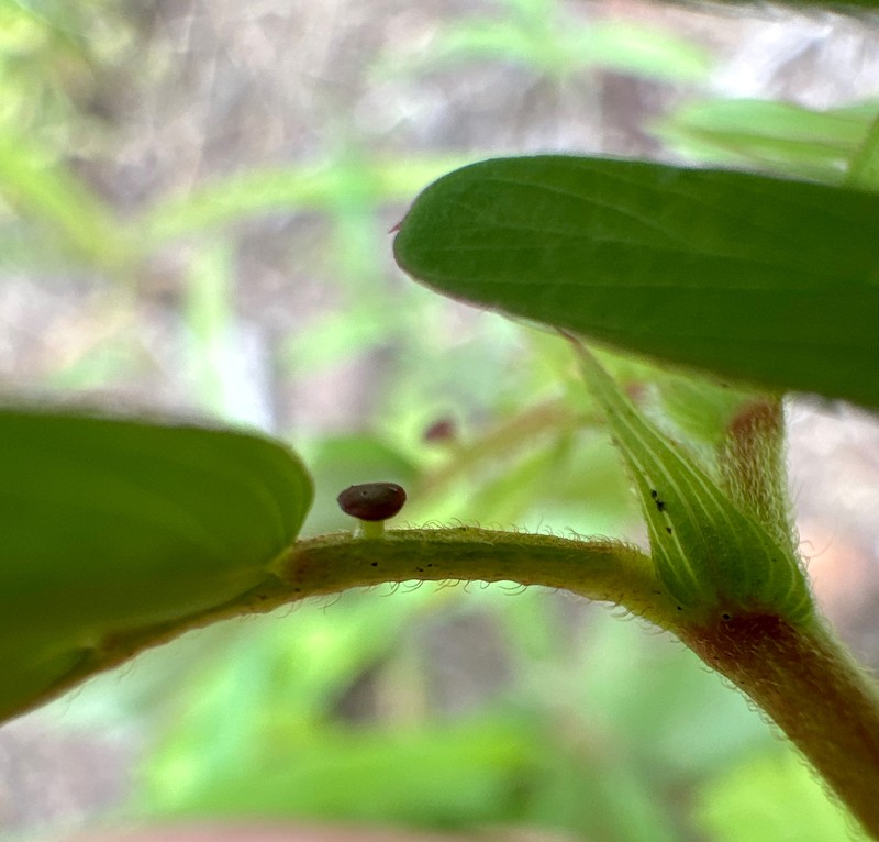 Chamaecrista nictitans subsp. nictitans