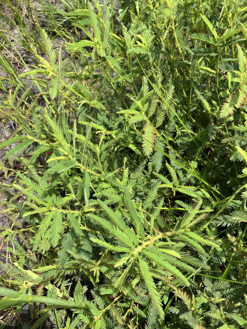Chamaecrista nictitans subsp. nictitans photo 3