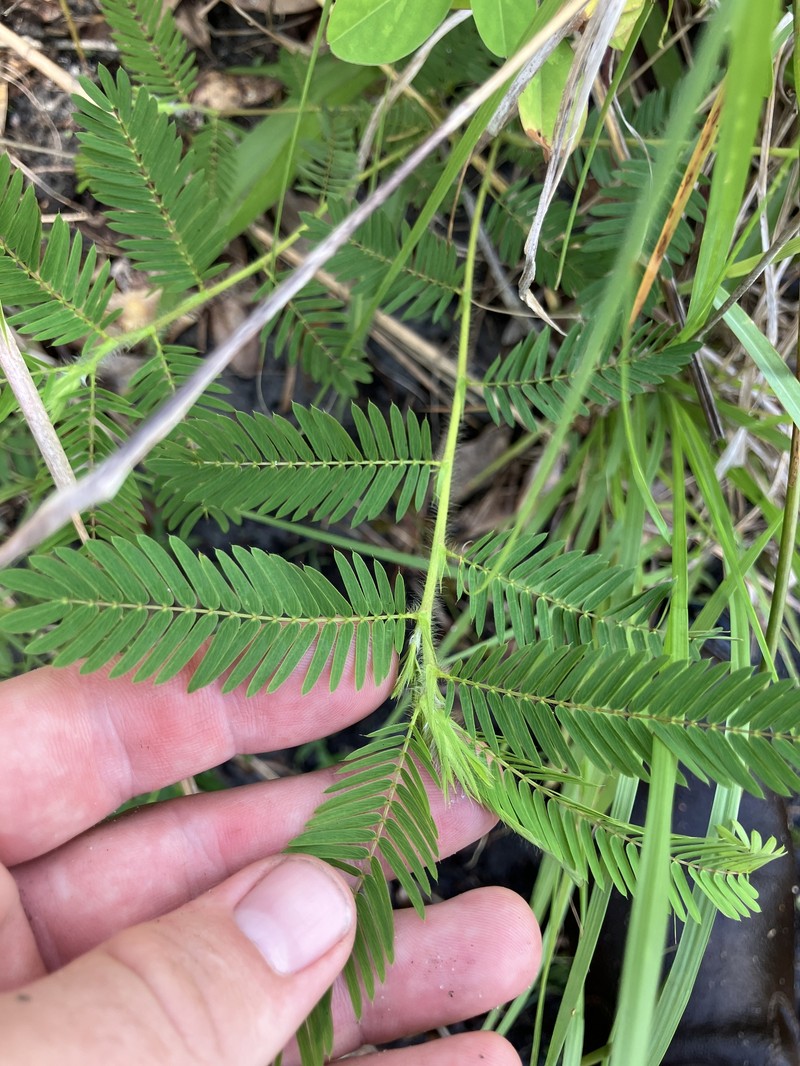 Chamaecrista nictitans subsp. nictitans photo 4