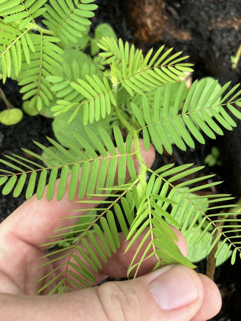 Chamaecrista nictitans subsp. nictitans photo 6