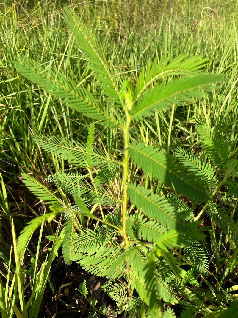 Chamaecrista nictitans subsp. nictitans photo 7