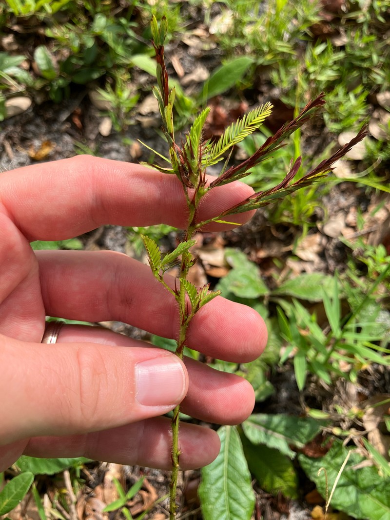 Chamaecrista nictitans var. aspera