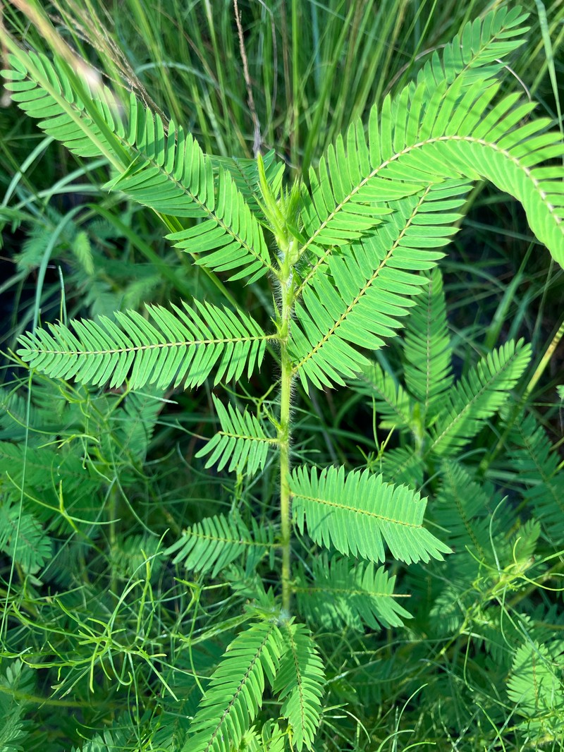 Chamaecrista nictitans var. aspera photo 8