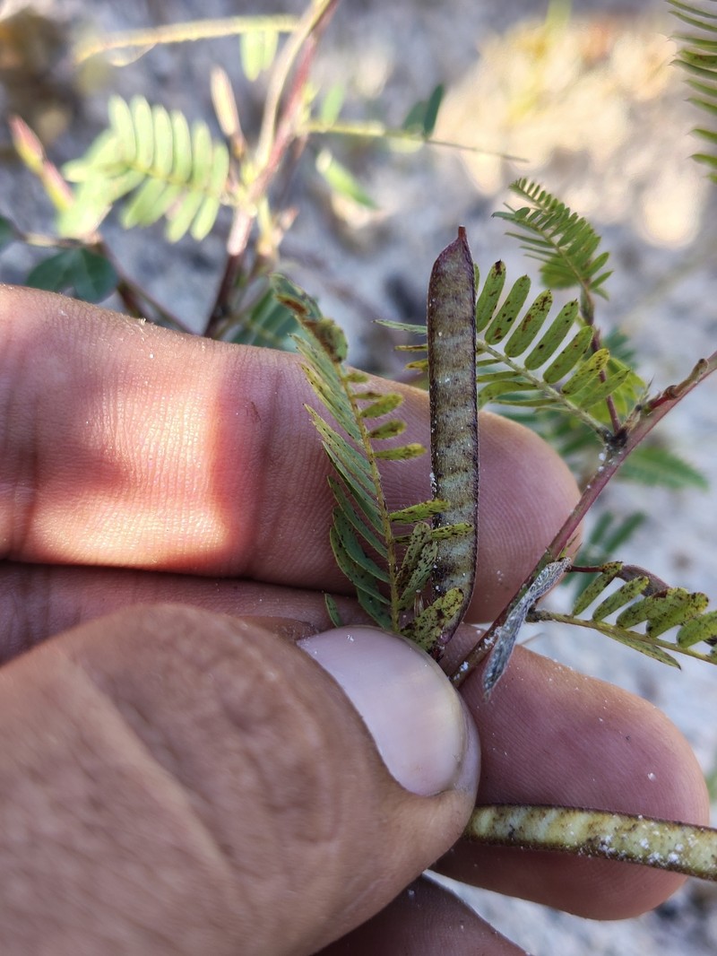 Chamaecrista nictitans var. leptadenia