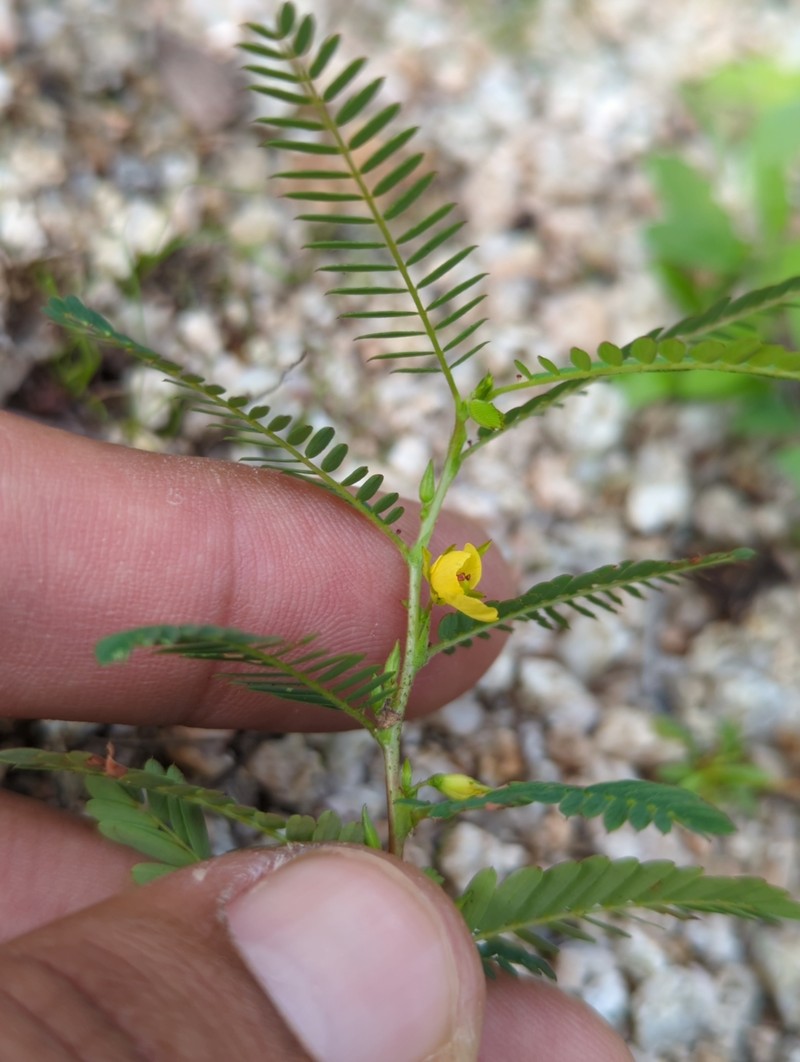 Chamaecrista nictitans var. leptadenia photo 2