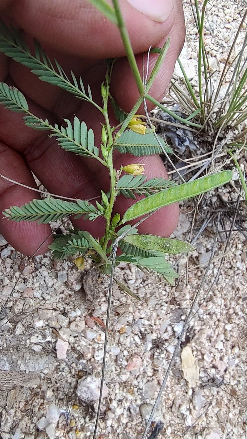 Chamaecrista nictitans var. leptadenia photo 3