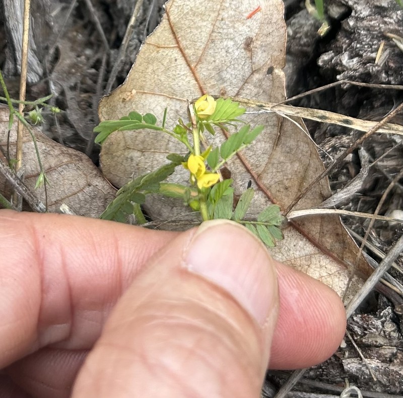 Chamaecrista nictitans var. leptadenia photo 4