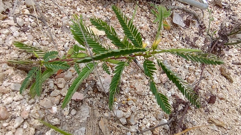 Chamaecrista nictitans var. leptadenia photo 5