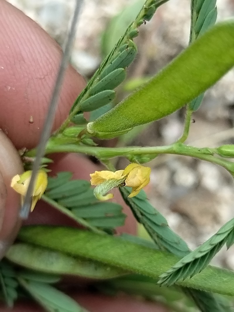 Chamaecrista nictitans var. leptadenia photo 6