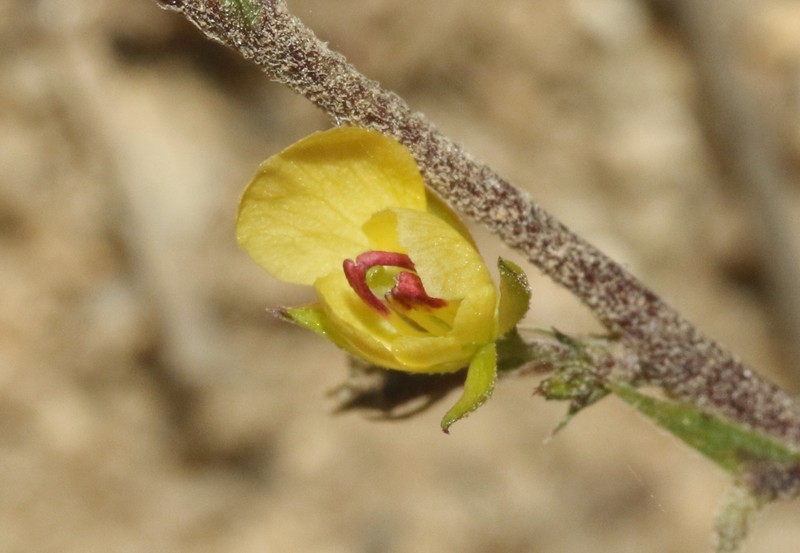 Chamaecrista nictitans var. leptadenia photo 7