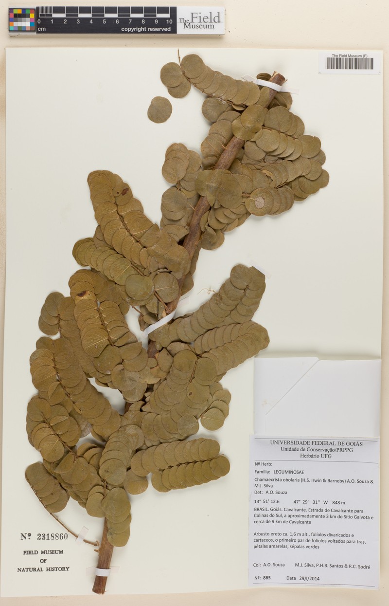 Chamaecrista obolaria