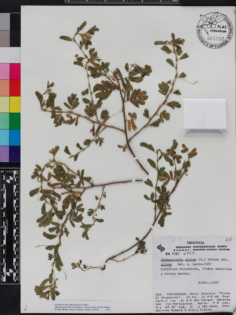 Chamaecrista pilosa var. pilosa