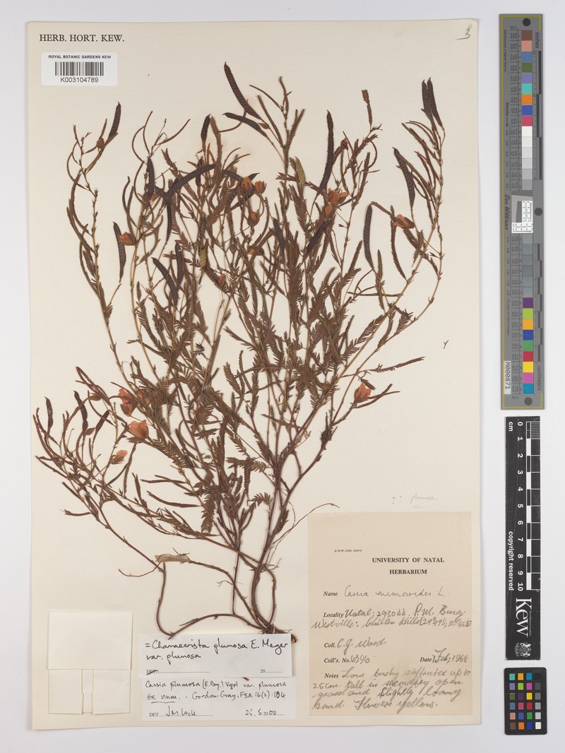 Chamaecrista plumosa var. plumosa