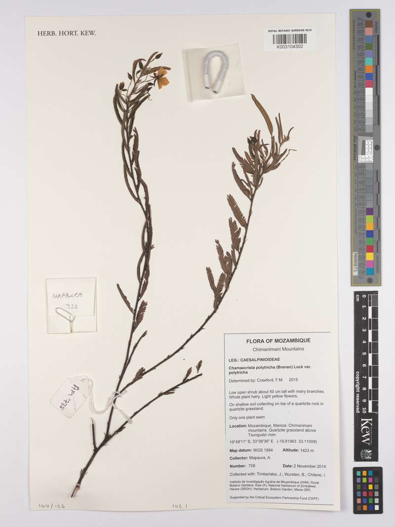 Chamaecrista polytricha var. polytricha