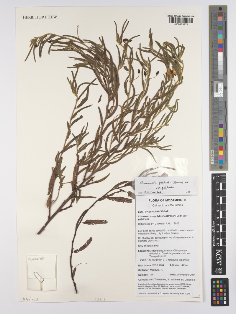 Chamaecrista polytricha var. polytricha photo 2