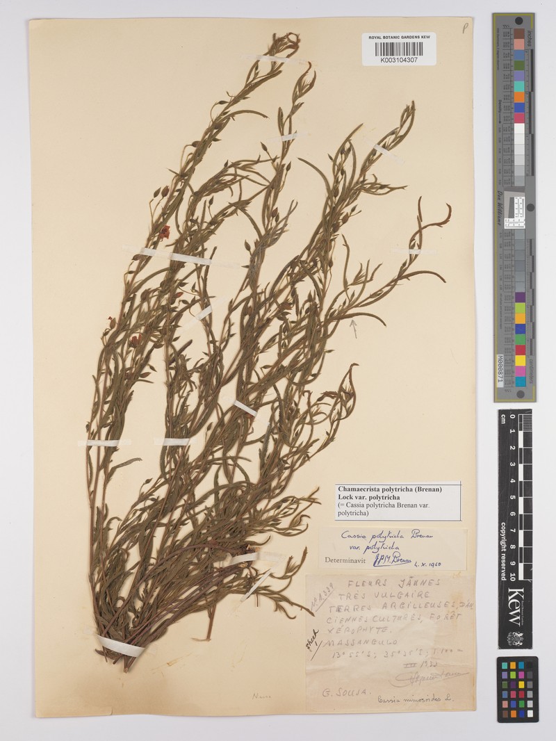 Chamaecrista polytricha var. polytricha photo 3