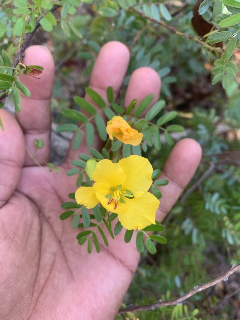 Puerto Rico Sensitive Pea