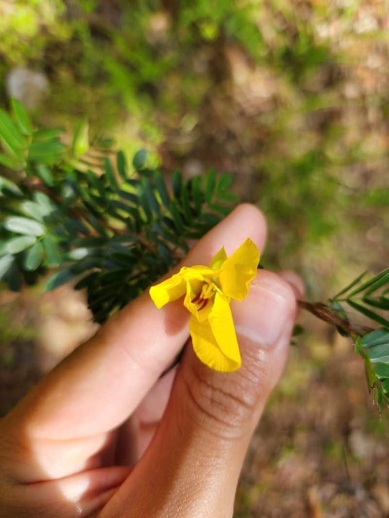 Puerto Rico Sensitive Pea photo 2