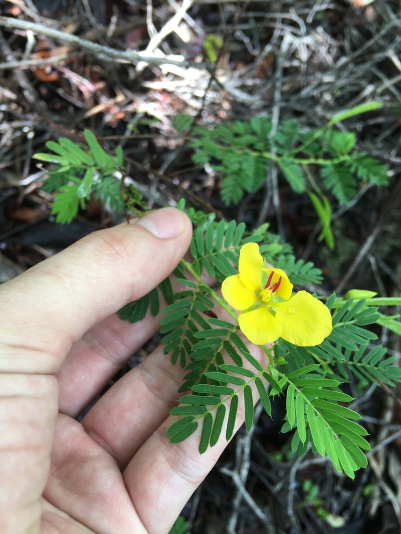 Puerto Rico Sensitive Pea photo 3