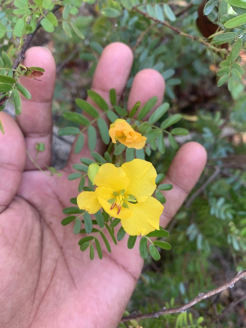 Puerto Rico Sensitive Pea photo 4