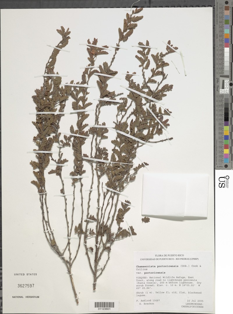 Chamaecrista portoricensis var. portoricensis