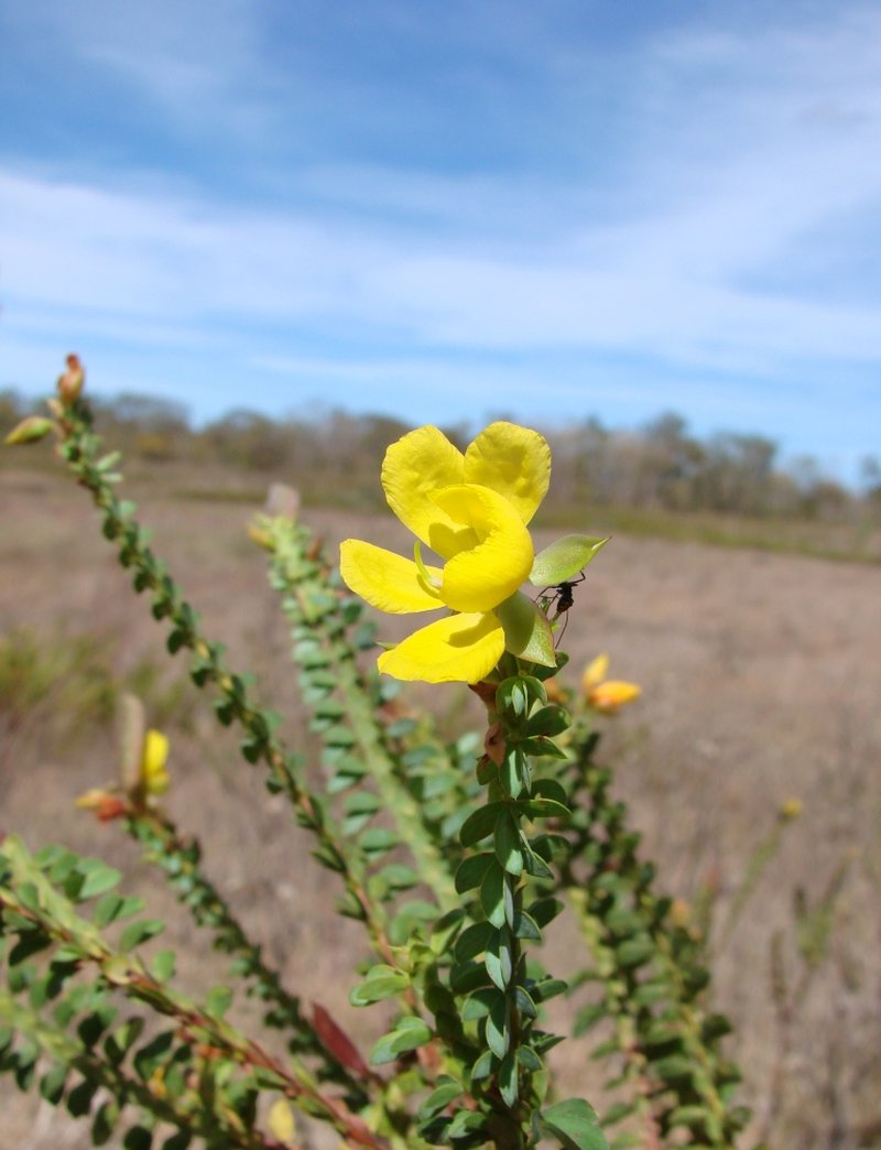 Chamaecrista ramosa