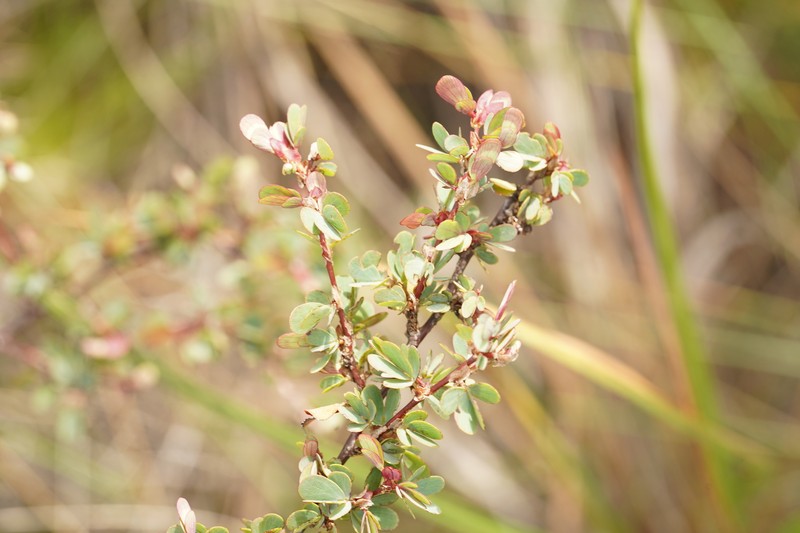 Chamaecrista ramosa var. ramosa