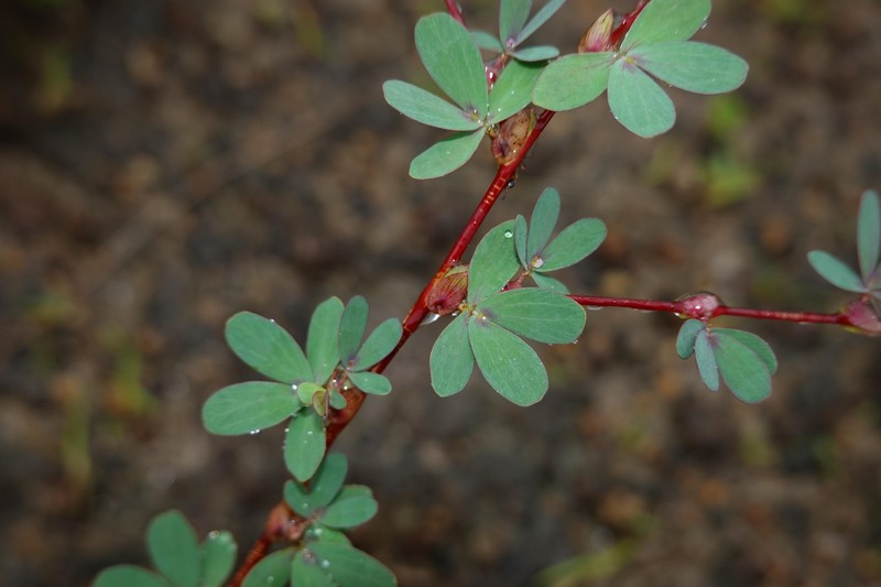 Chamaecrista ramosa var. ramosa photo 3