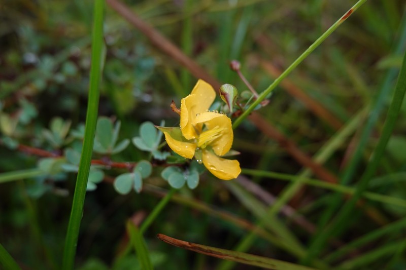 Chamaecrista ramosa var. ramosa photo 4