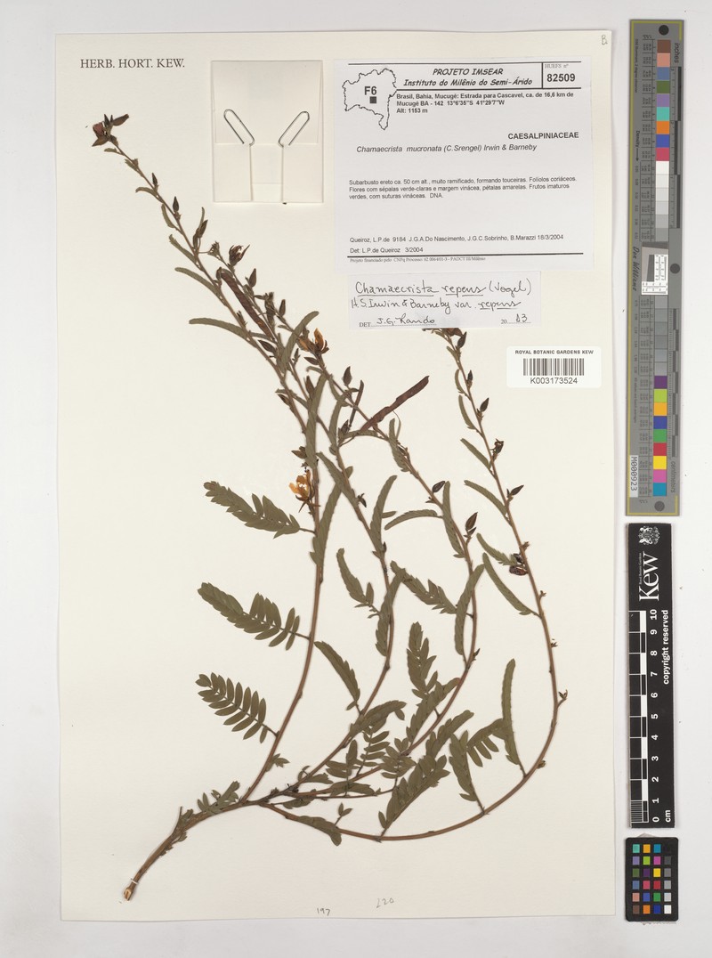 Chamaecrista repens var. repens