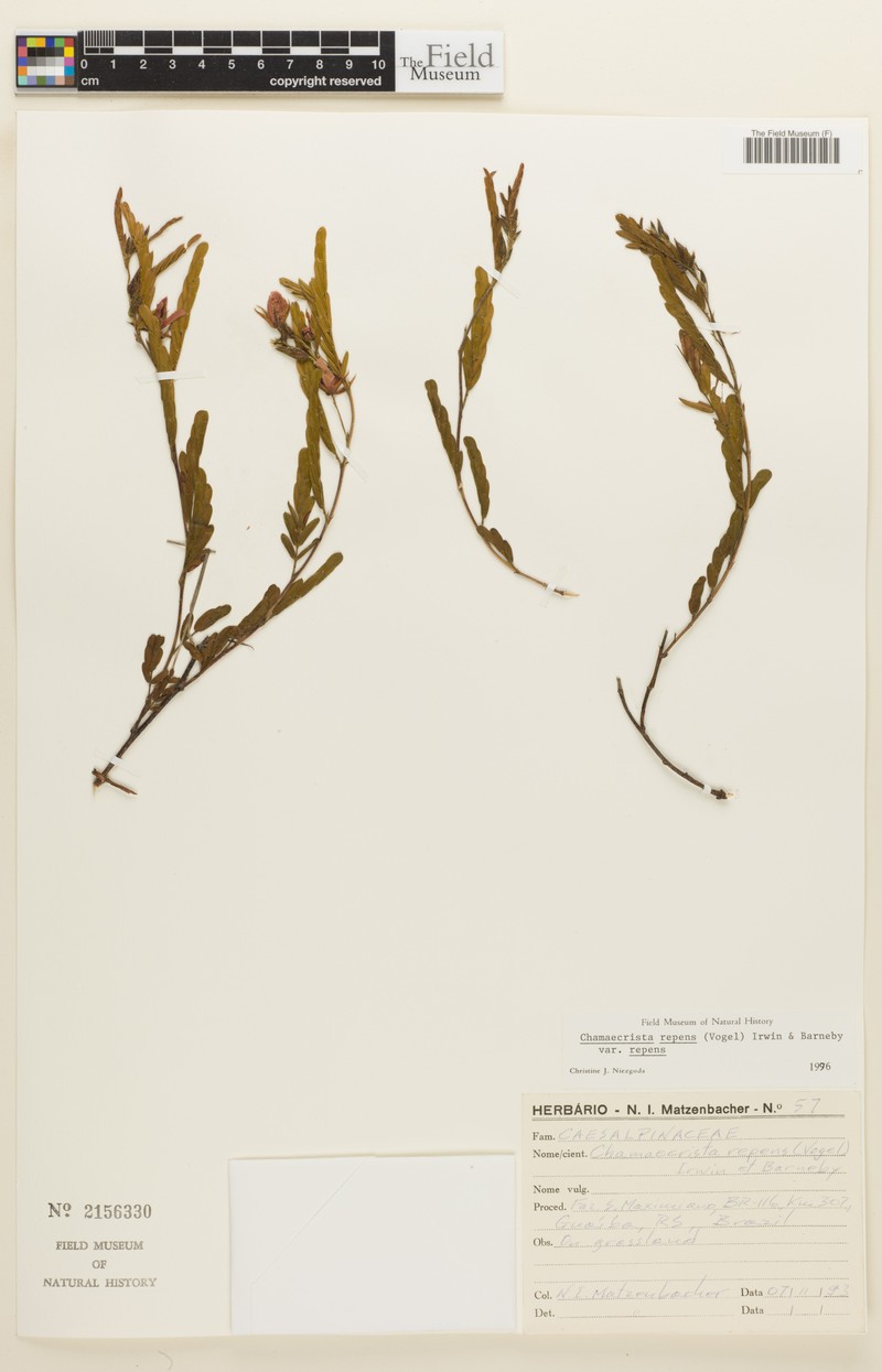 Chamaecrista repens var. repens photo 2