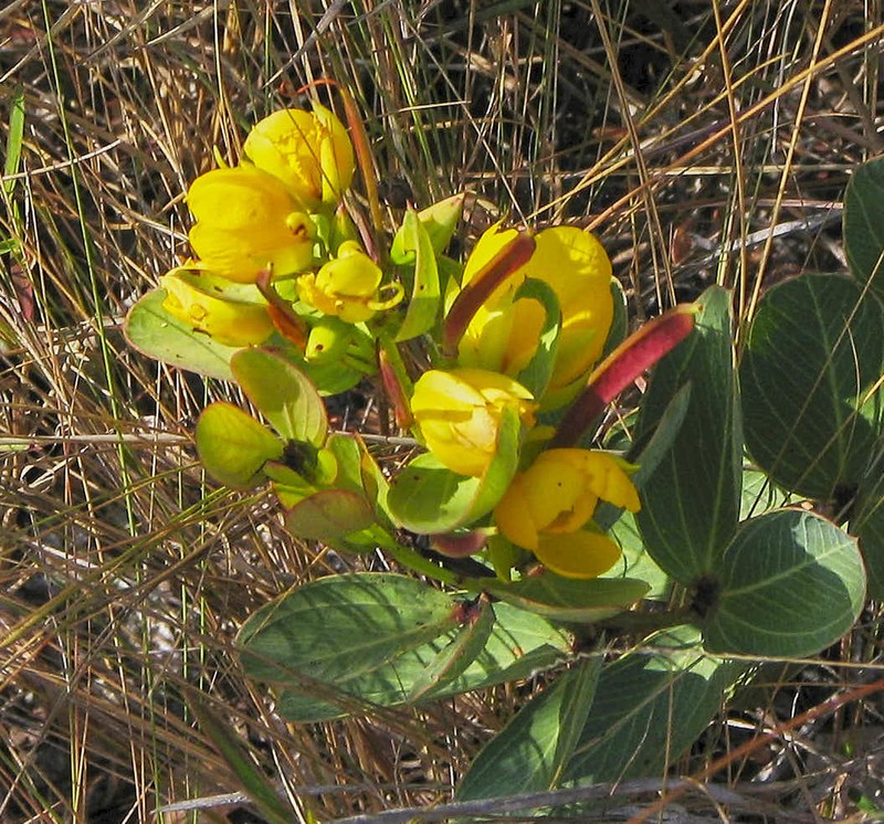 Chamaecrista rossicorum photo 2