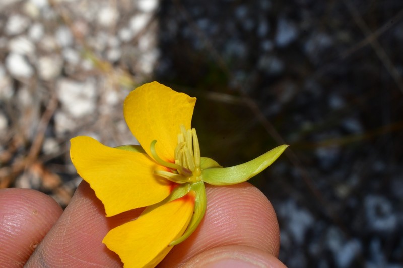 Chamaecrista rossicorum photo 6