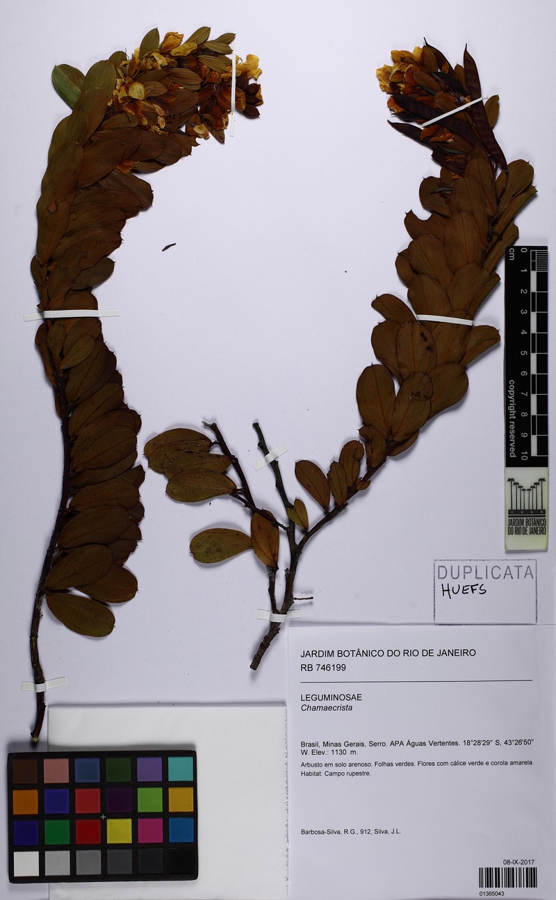 Chamaecrista rossicorum photo 7