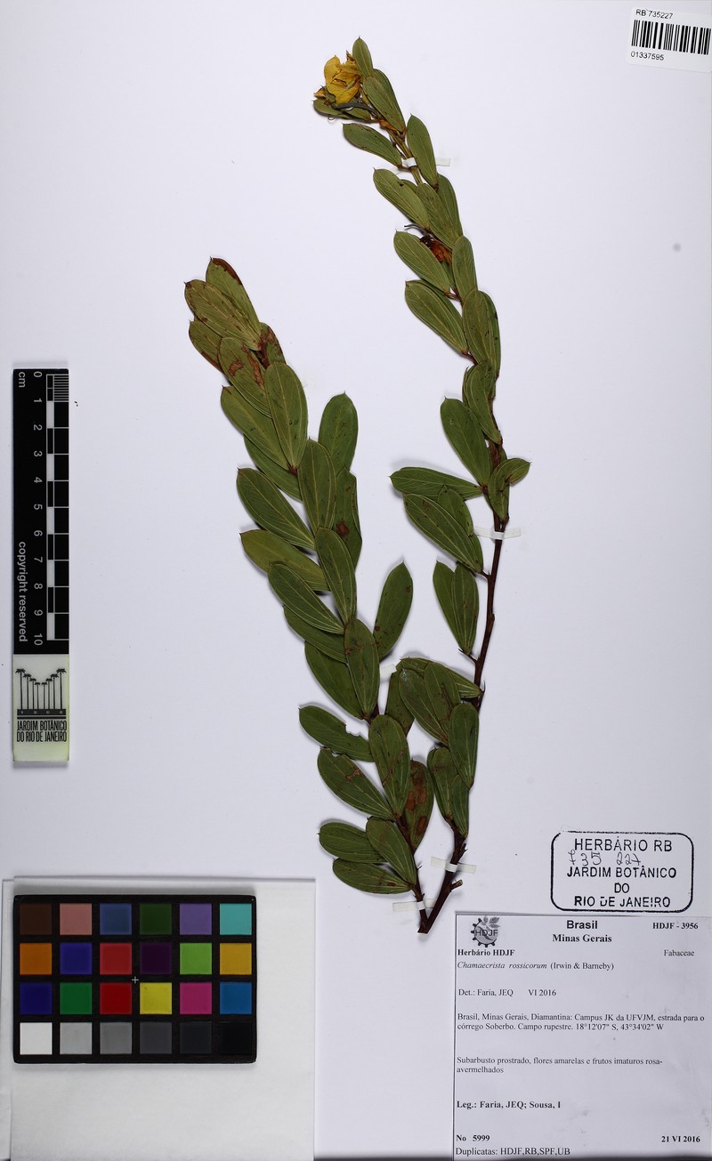 Chamaecrista rossicorum photo 8