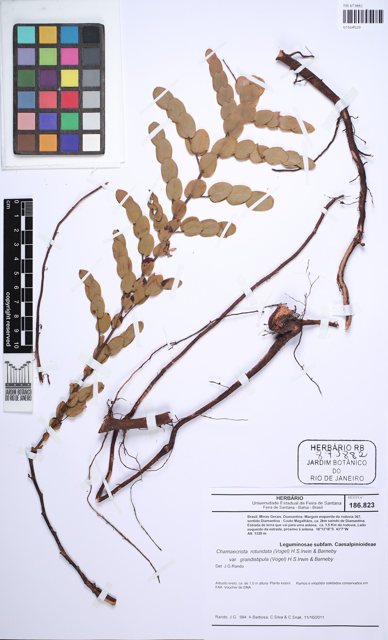 Chamaecrista rotundata var. rotundata