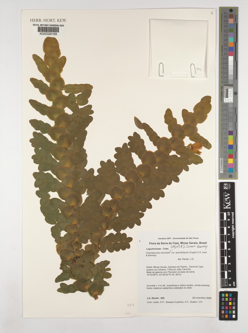 Chamaecrista rotundata var. rotundata photo 2