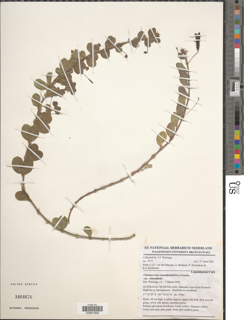 Chamaecrista rotundata var. rotundata photo 3