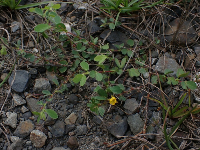 Roundleaf Sensitive Pea