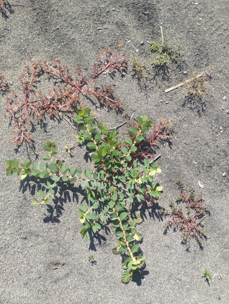 Roundleaf Sensitive Pea photo 2