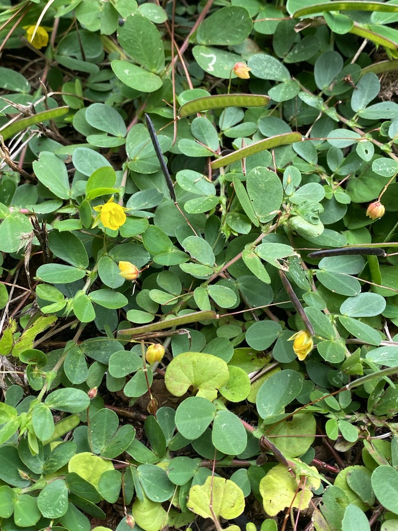 Roundleaf Sensitive Pea photo 3