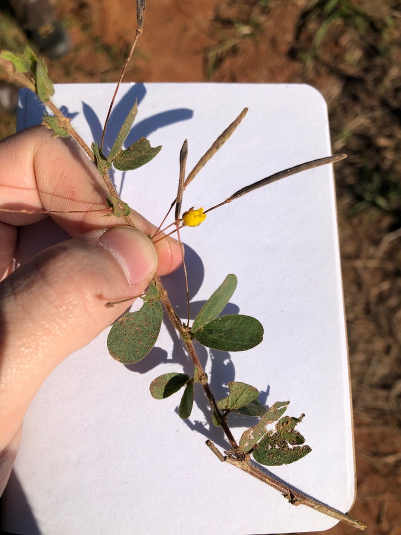 Roundleaf Sensitive Pea photo 4