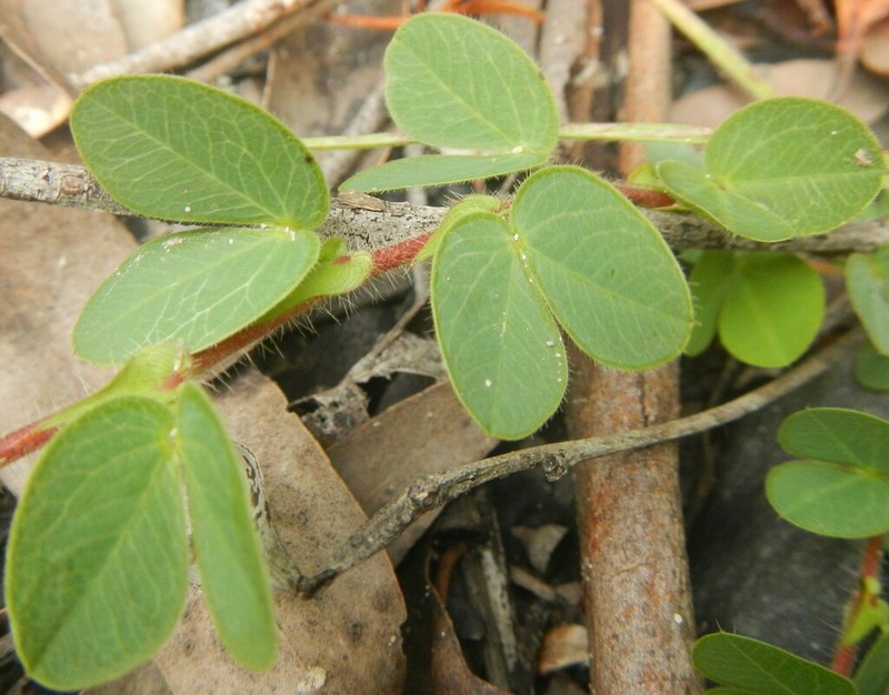 Roundleaf Sensitive Pea photo 5